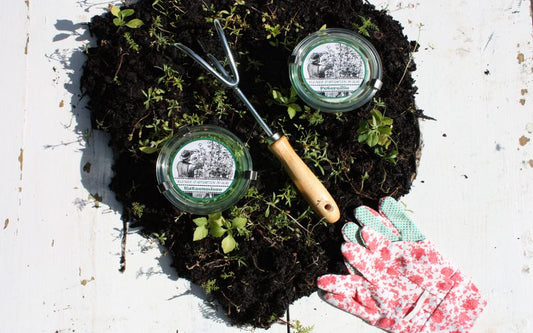 Grüner Daumen im Winter: Stadtgarten für deine Fensterbank