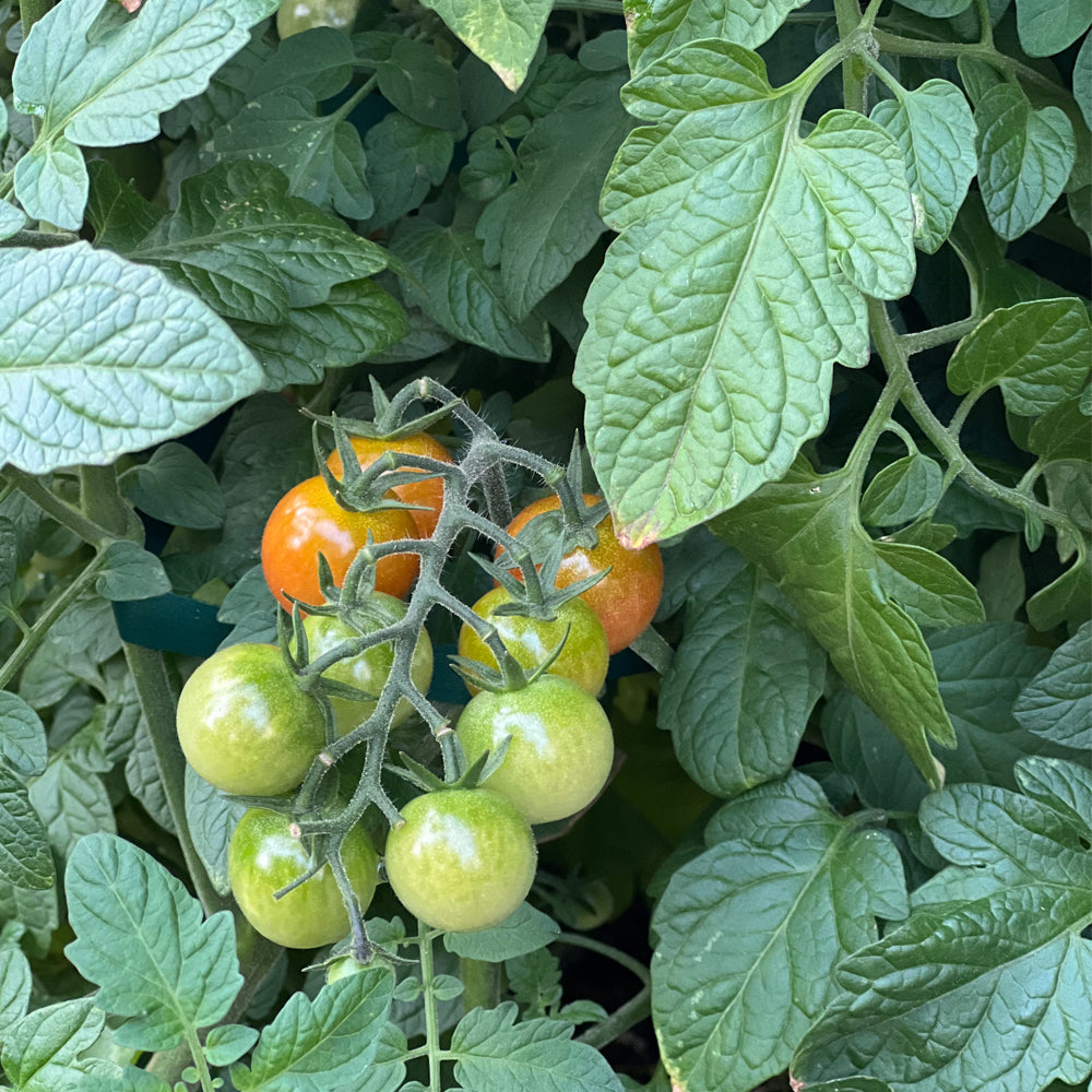 Tomaten Samen