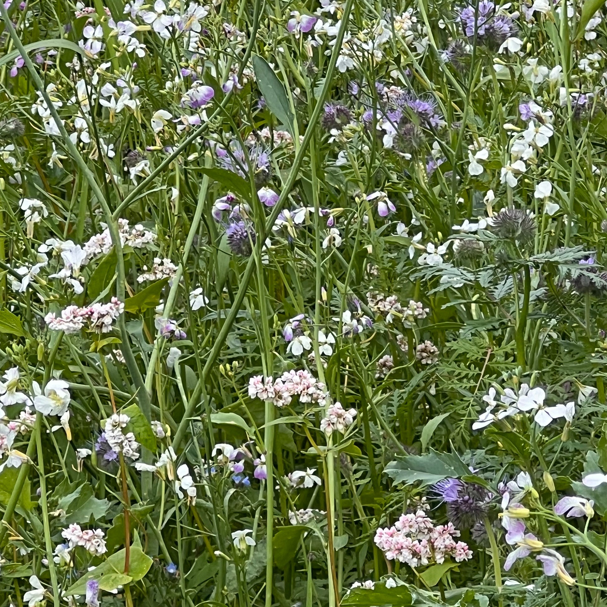 Schmetterling Blumenwiese