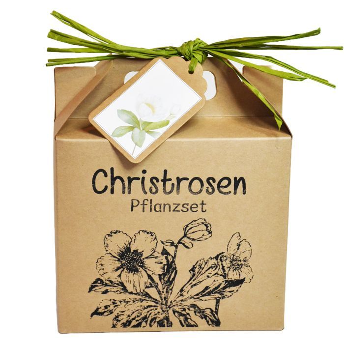 geschenke für pflanzenliebhaber- Christrosen Pflanzset